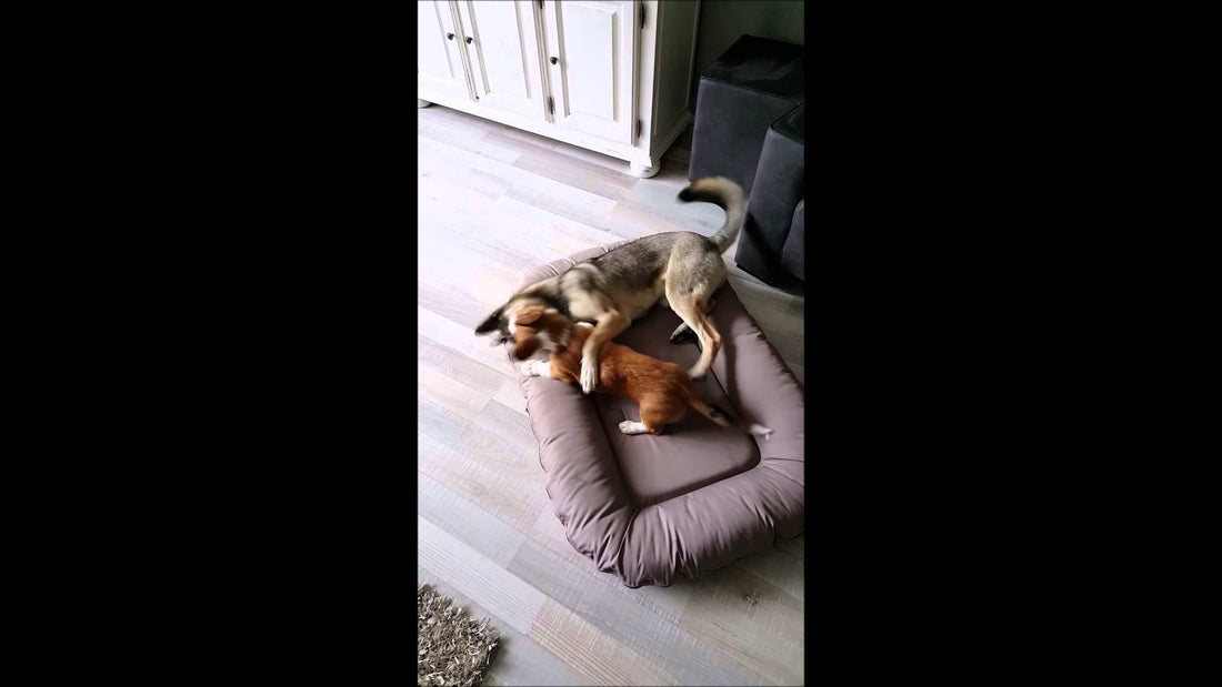 This Shepherd And Corgi Don't Need Anything But Each Other!