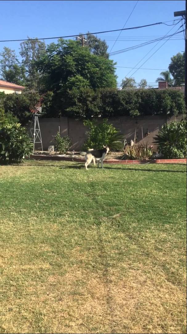 What Do German Shepherds Like Doing? Chasing And Playing With Sheep Dogs! #BornToPlay!