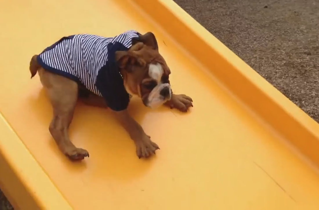 What Do You Get When You Put An English Bulldog And A Slide Together? Fun! Lots Of Fun!