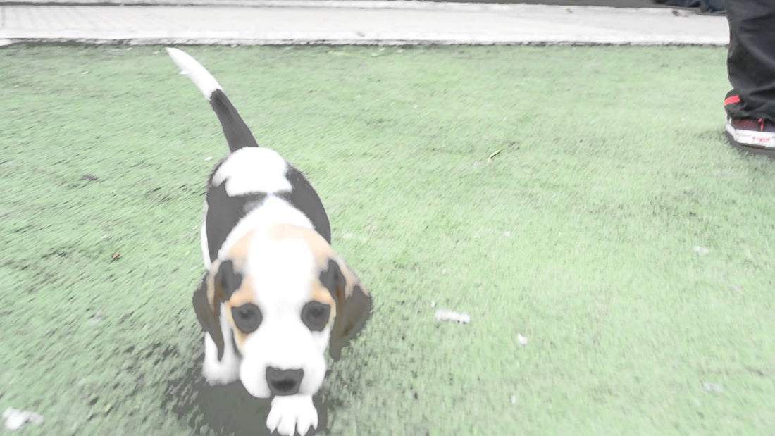 what-does-a-2-month-old-beagle-look-like-a-furry-ball-of-cuteness-th