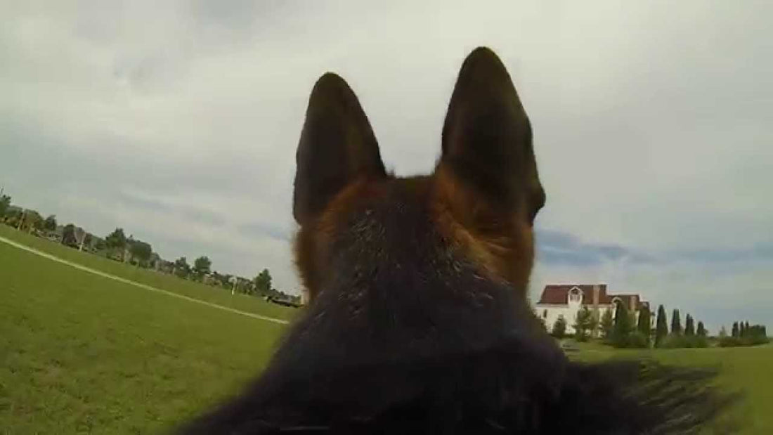 What Does It Feel Like To Ride A German Shepherd?! Yep, This Is What It Feels Like!