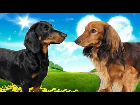 What Is the Difference Between Short Hair And Long Hair Dachshunds?