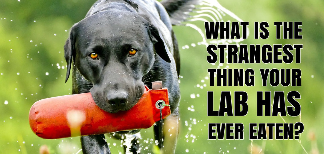 What Is The Strangest Thing Your Lab Has Ever Eaten?