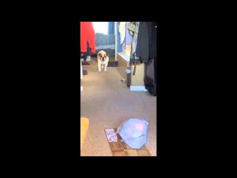 What This Adorable English Bulldog Is Afraid Of Will Make You Wonder!