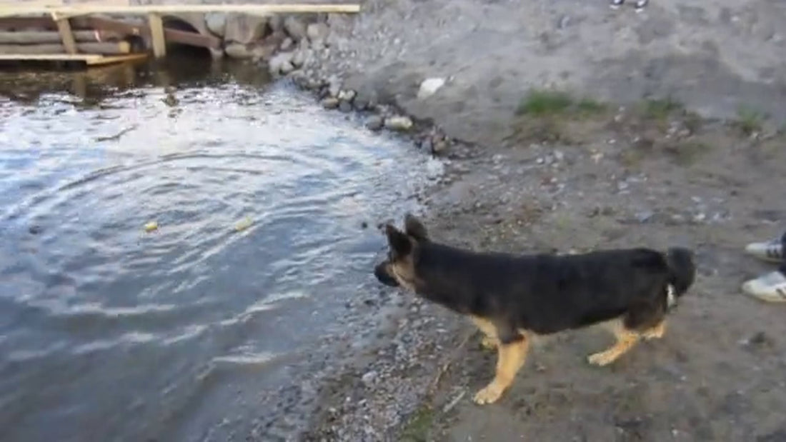 What This Adorable German Shepherd Is Afraid Of Will Make You Smile!