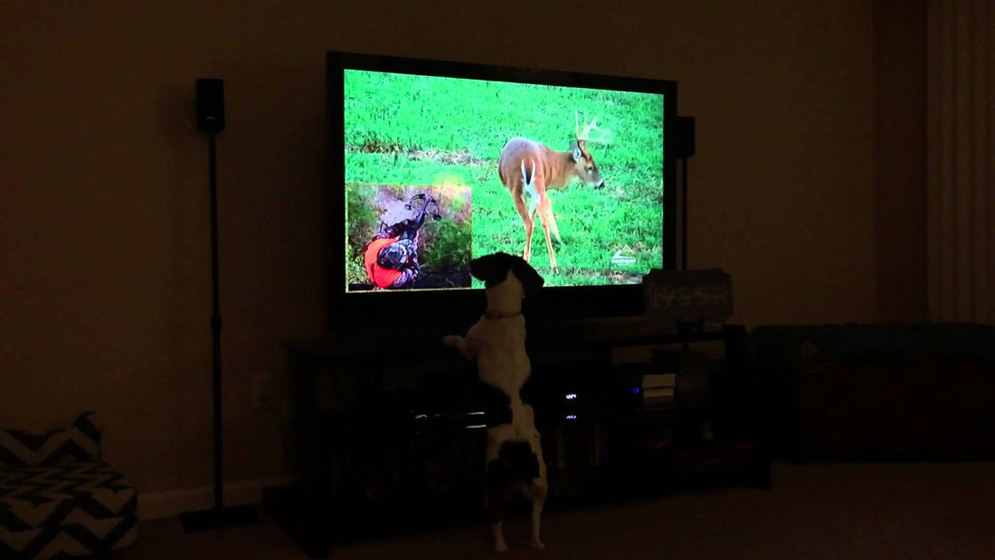 What This Beagle Loves Watching On TV Will Drop Your Jaw! #TheFreeWild!