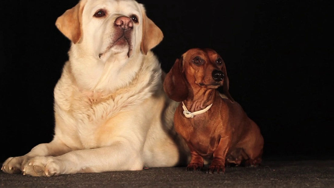 What This Cute Labrador And Dachshund Are Watching So Attentively Will Make You Laugh!