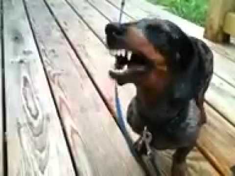 What This Dachshund Hates Eating, You Won't Believe! Says No To Second Serving!