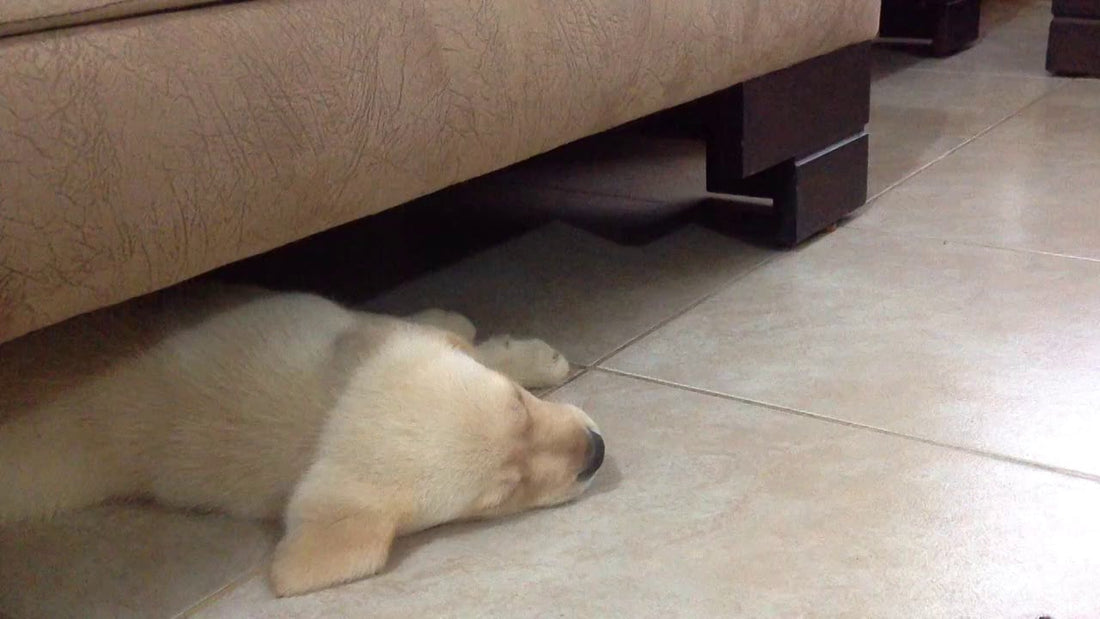 What This Labrador Does From Under The Sofa Will Make You Laugh!