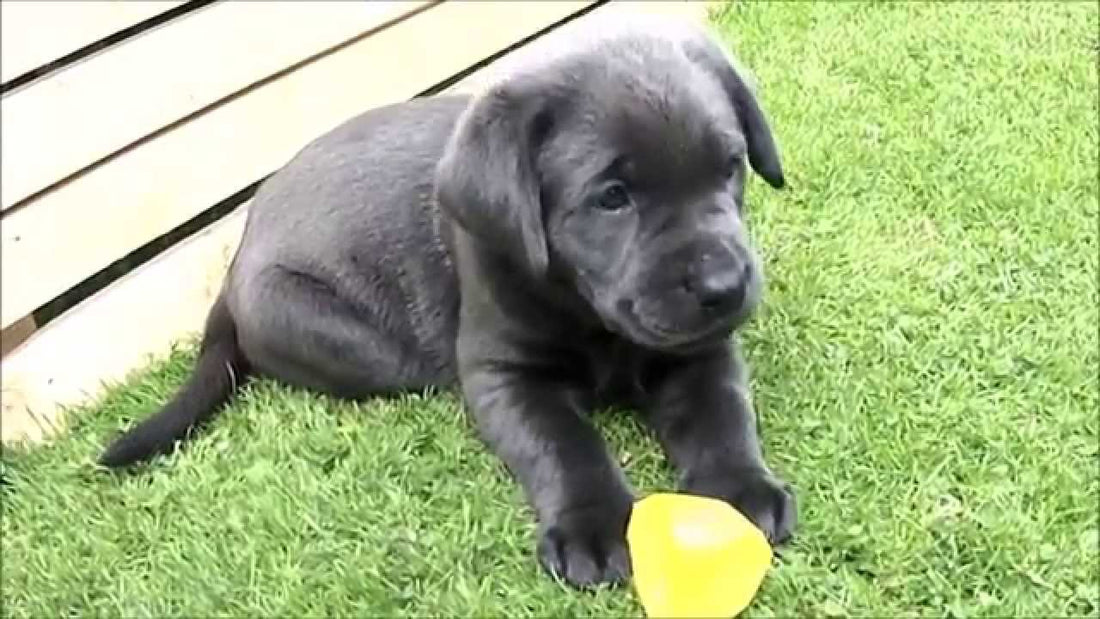 What's It Like To Have 9 Labrador Puppies Playing In The Garden? Utter Bliss!