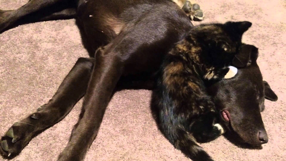 What's Love Without Discrimination? Let This Kitten And Labrador Show You! #SoAdorable!