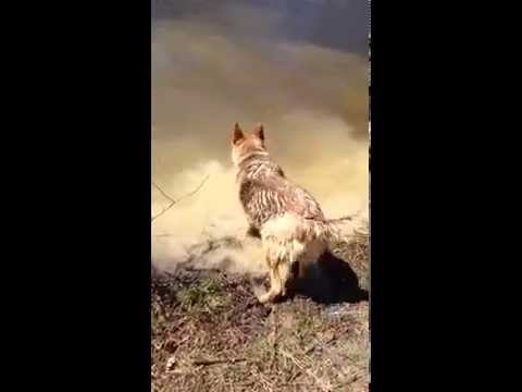 When It's Time To Go Home, This German Shepherd Pretends To Ignore Her Human! LOL