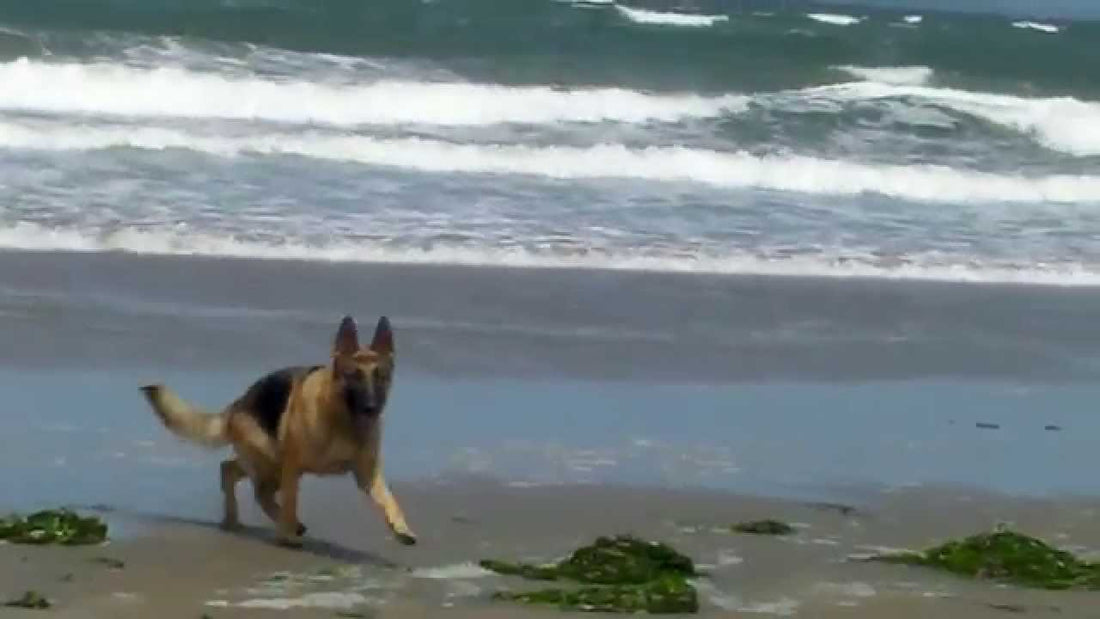 When You See How Happy These Two German Shepherds Are, You're Going To Be So Jealous! #HappyPuppies!