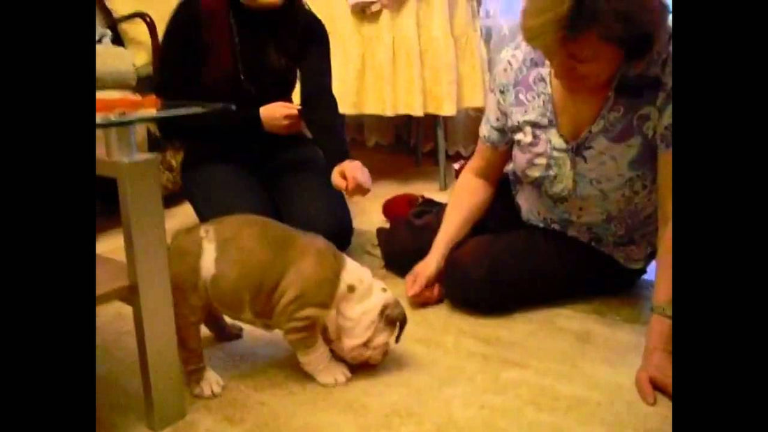 When You See How This English Bulldog Celebrated His First Christmas, You're Going To LOVE It!