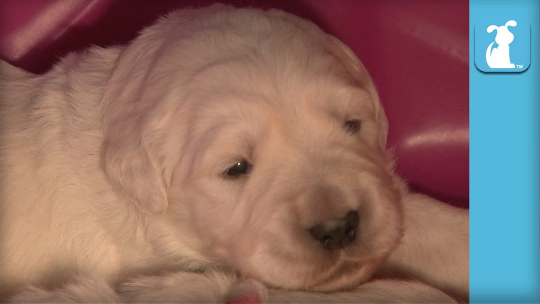 When You See These Golden Retriever Pups Sleeping, You'll Want To Stay In Bed All Day!