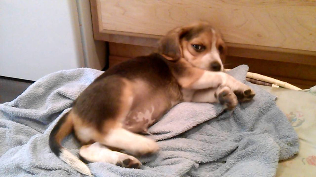 When You See What This Beagle Pup Is Doing On The Bed? Pawdorable!