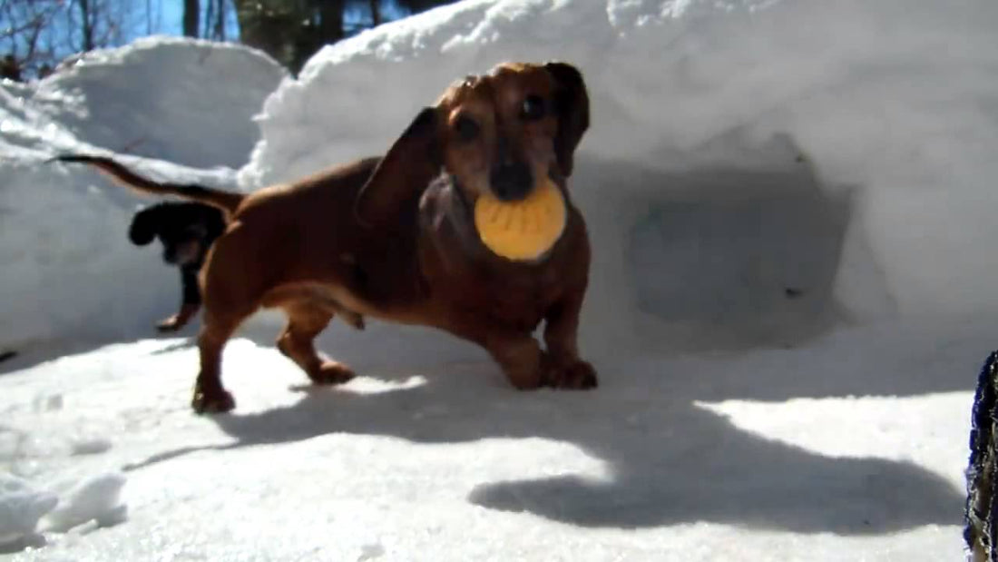 When You See What This Dachshund Is Playing With His Human, You'll Be Surprised!