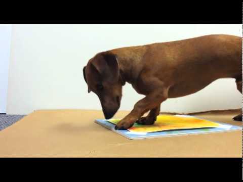 When You See What This Dachshund Is Doing, You're Going To Fall In Love With Him!