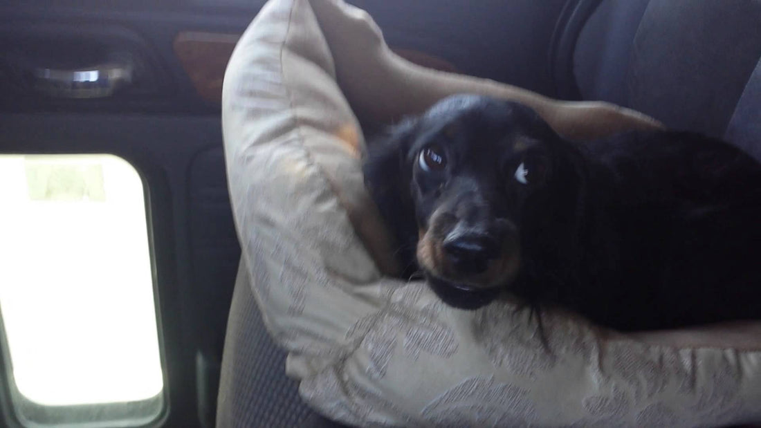 When You See What This Dachshund Is Doing, You're Going To Want To Join In!