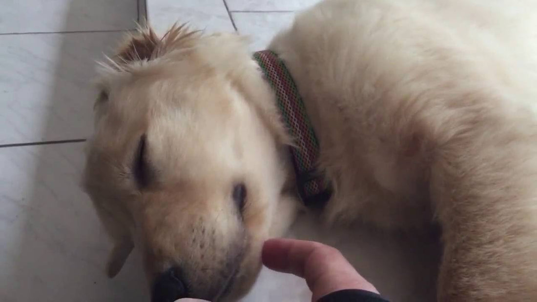 When You See What This Golden Retriever Did All Day Before Sleeping, You'll Laugh!