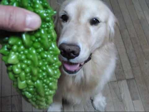 When You See What This Golden Retriever Is Eating, You're Not Going To Believe It! #TastesAwesome!