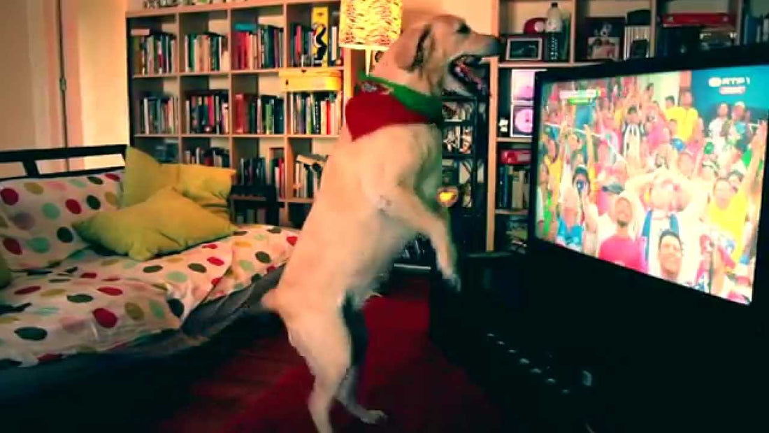 When You See What This Labrador Is Celebrating, You'll Faint! Is This Even Real?!