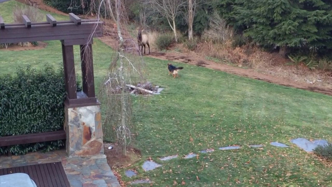 When You See Who This German Shepherd Is Playing With You Will Be Surprised!