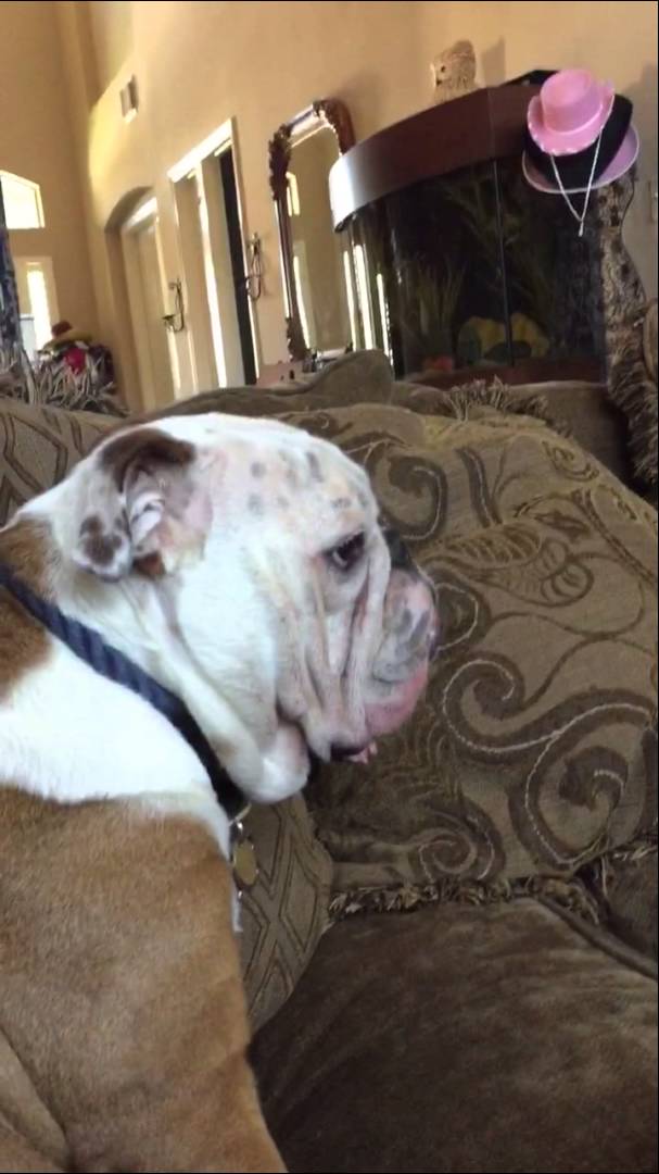 When You See Why This English Bulldog Is Sitting So Quietly, You're Going To LOL! #SugarRush!