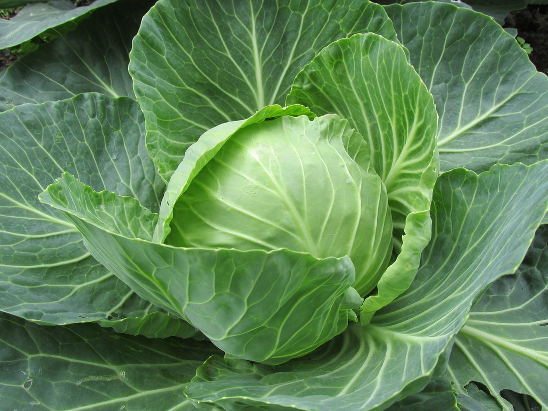 Is It Safe For Your Dog To Eat Cabbage?