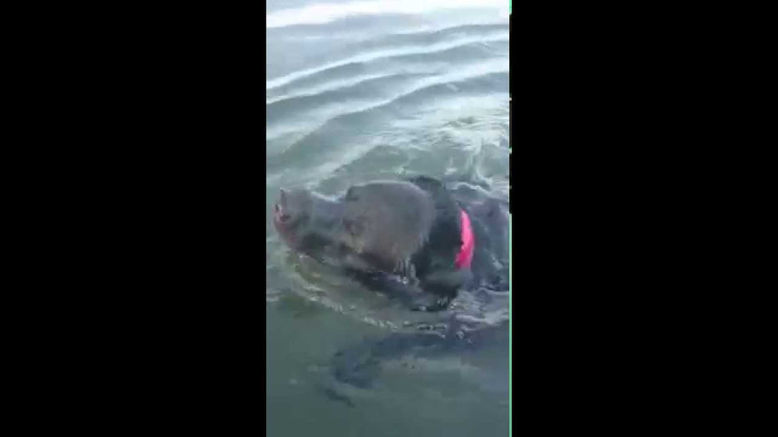 Who Says Dogs Don't Like Water? Let This Labrador Prove Them Wrong! #WaterBoss