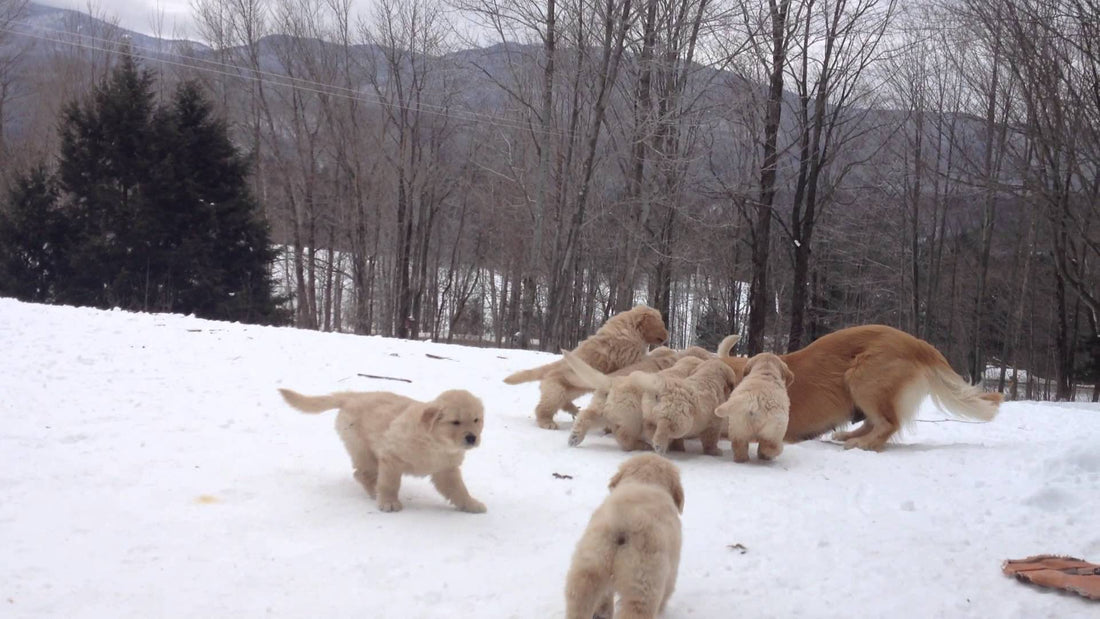 Why In The World Are These Adorable Golden Retriever Pups So Excited? Just WOW!