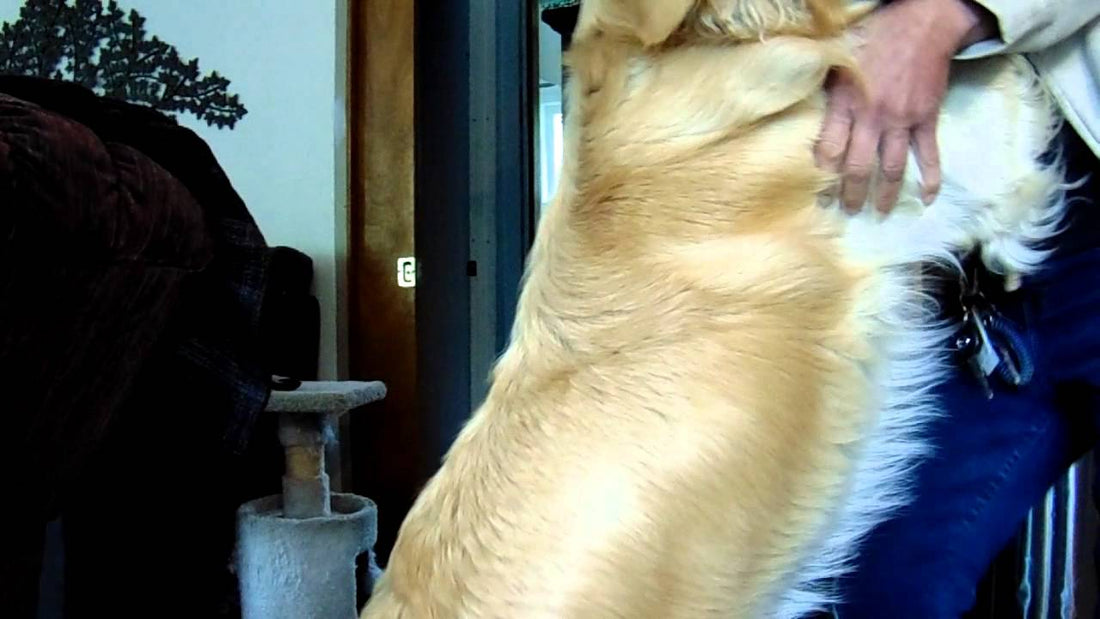 Woman Gets The Surprise Of Her Life When She Learns Her Golden Retriever Loves to DANCE!