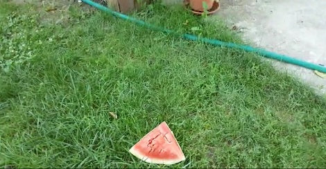 Keep An Eye On This Watermelon Because Seconds Later You Won't Believe THIS!