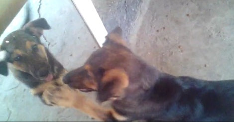 They Introduced Their Fur Ball To A Mirror. What Happened Next? OMG Hilarious!