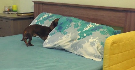 I Couldn't Understand What This Pup Was Doing On The Bed. But Seconds Later? OMG!