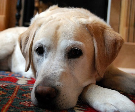 Here Are Some Reasons Why Your Dogs Pee In Their Crates