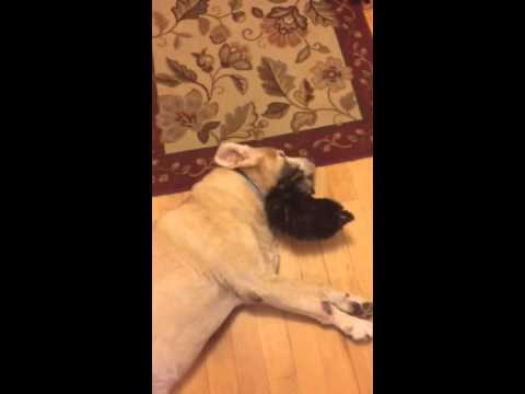 Yorkie Has No Idea Who She's Up Against! This Labrador Is As Calm As Ever!