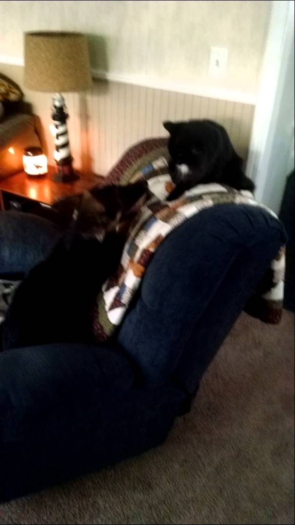 You Will Laugh When You See How This German Shepherd Plays With The Cat!