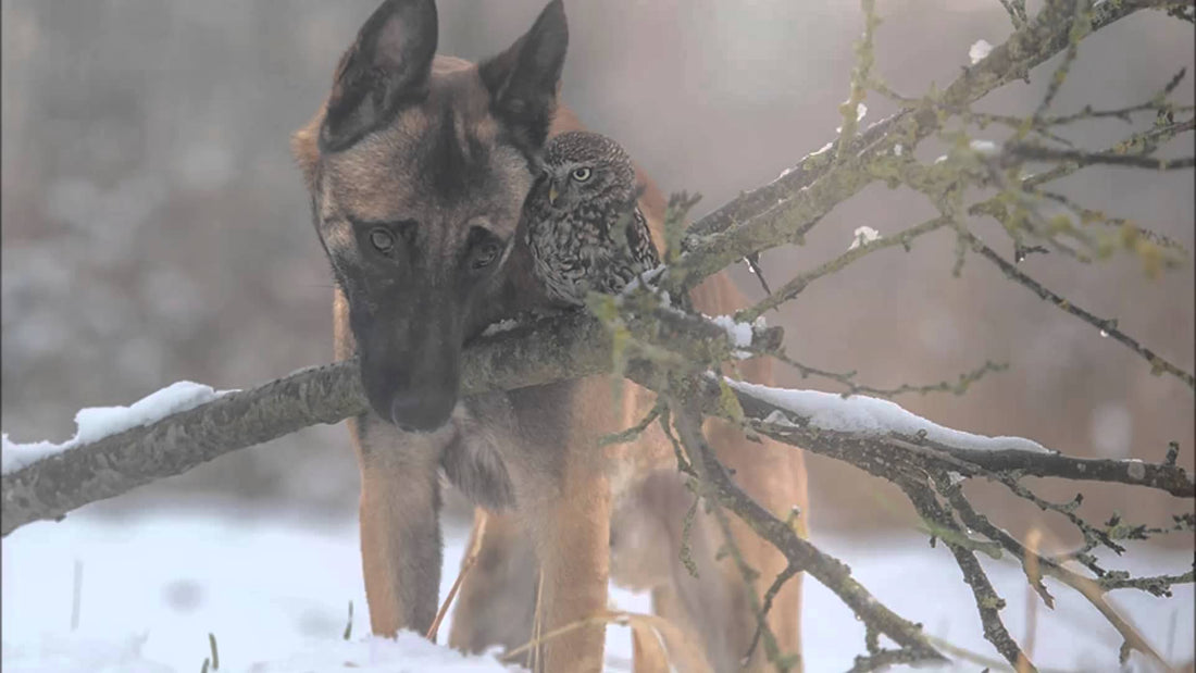 You Will Never Believe Who This German Shepherd Calls Best Friend! Unlikely Friendship Alert!