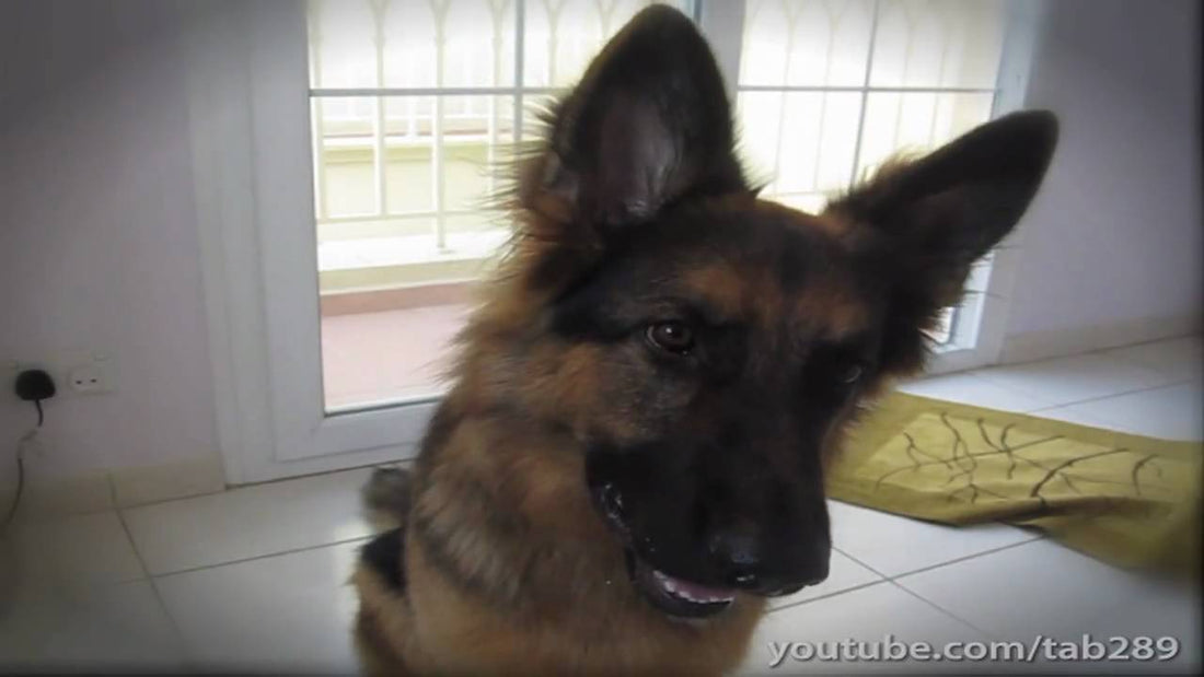 You Will Not BELIEVE THIS! This German Shepherd Does Math! Yep! #MindBlown