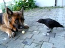 You Wouldn't Believe What And With Whom This German Shepherd Is Playing! #FriendsForever