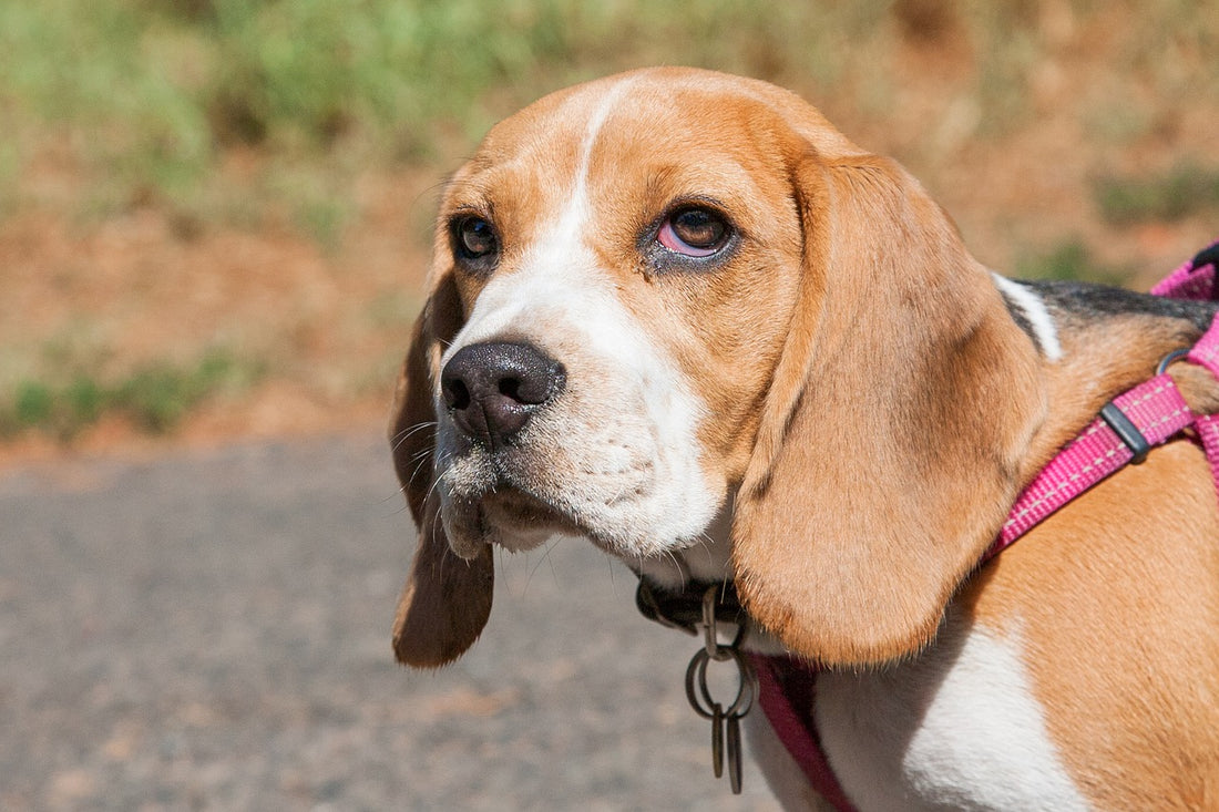 What You Should Know About Dogs Getting Scratched By A Cat