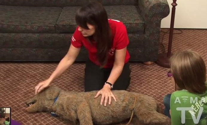 How To Give A Dog (Or A Cat) CPR: Every Pet Parent Should Know This!