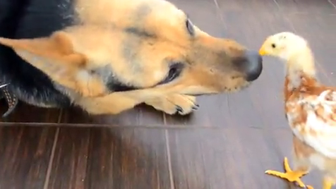 When You See Who This Mighty German Shepherd Is Playing With, You're Going To Be Blown Away!