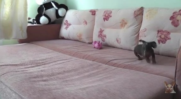 This Dachshund Is So Happy That It's Just Adorable! When You Find Out Why, You'll Laugh!