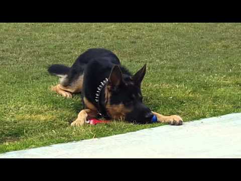Zeus The German Shepherd Tries To Be A Puppy and Plays With The Ball!