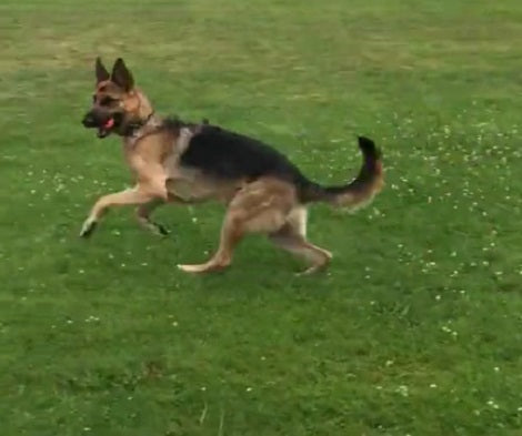 Adorable German Shepherd Goes To The Local Park And Completely Loses His Mind!
