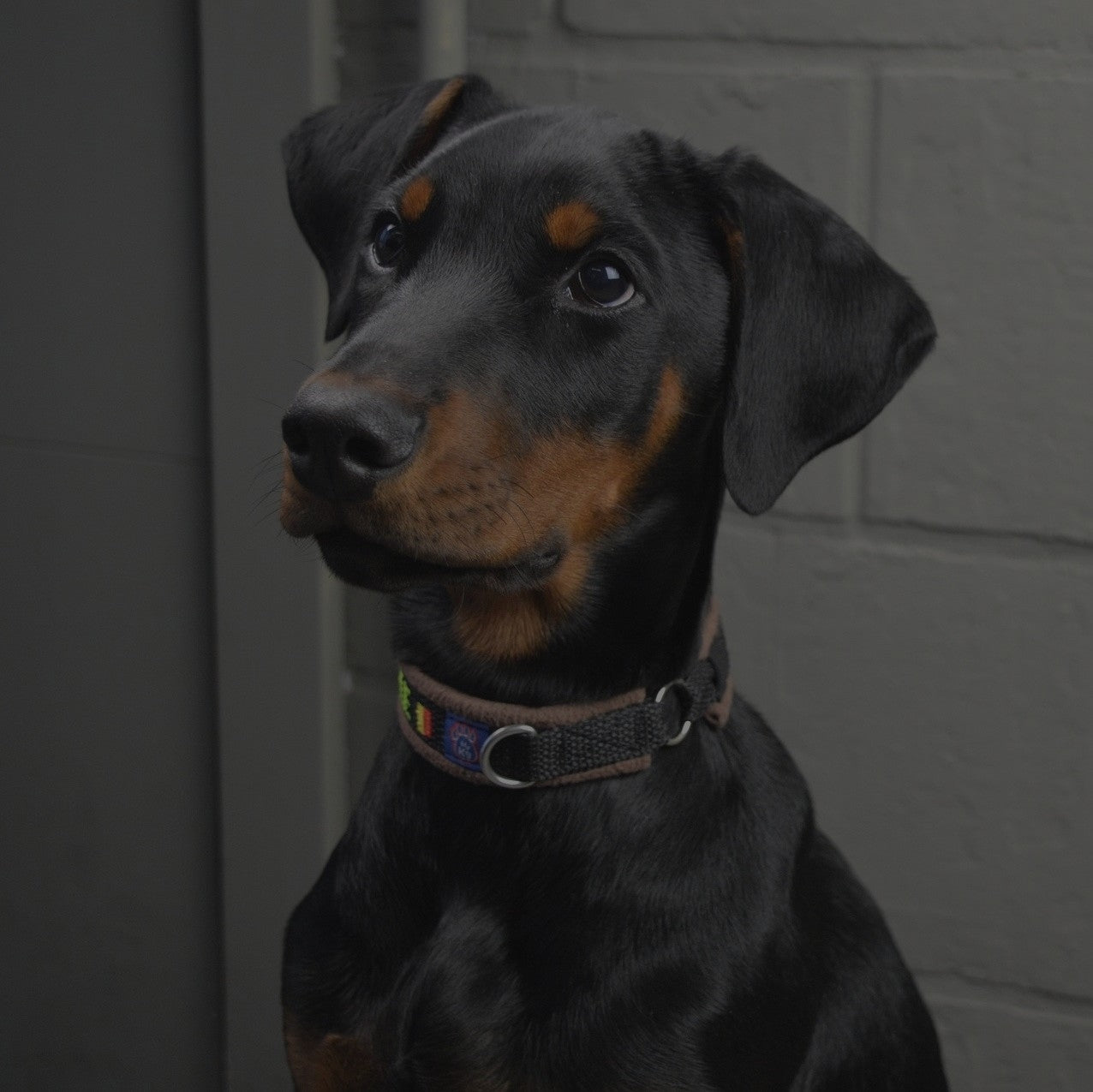 Breed: Doberman Pinscher