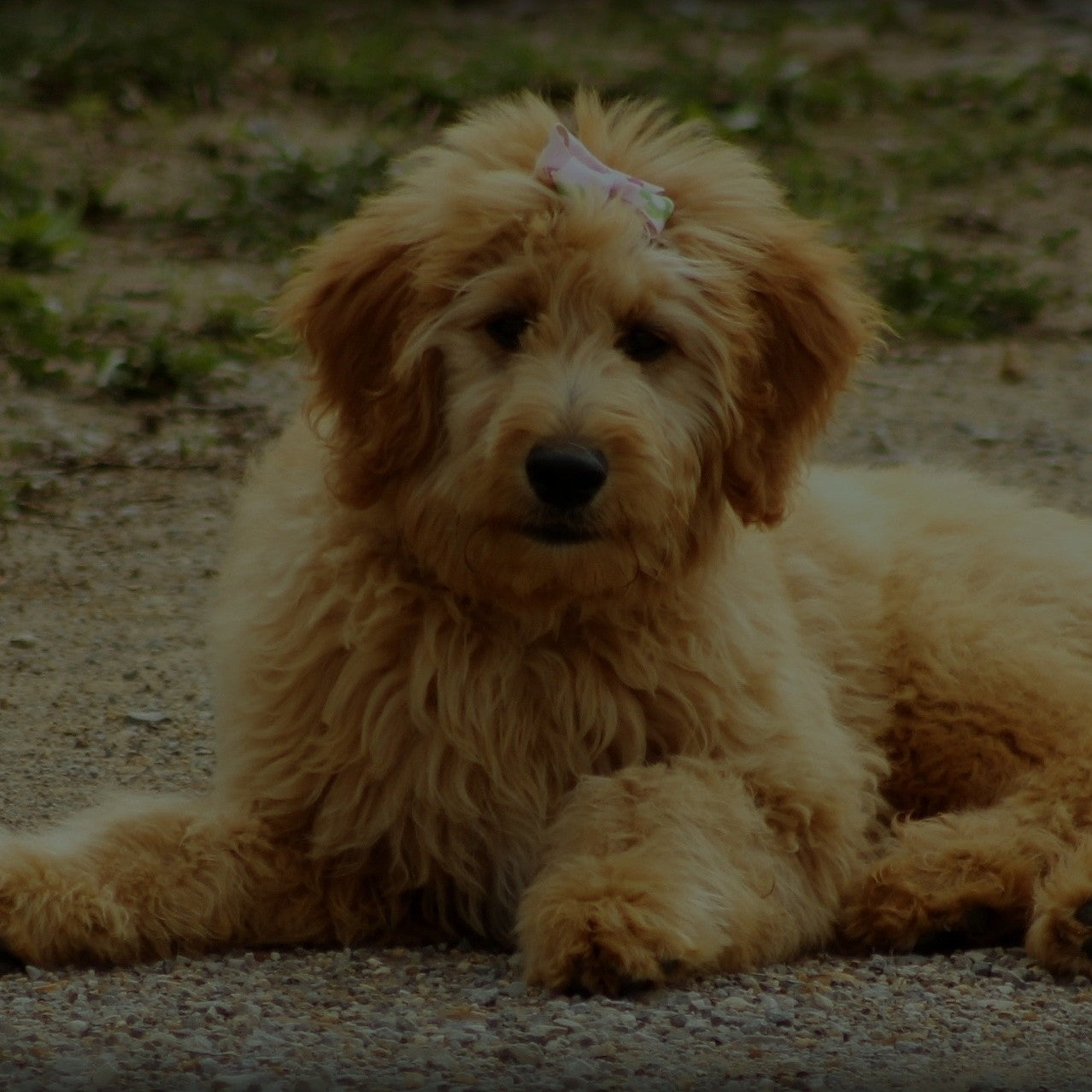 Breed: Doodle