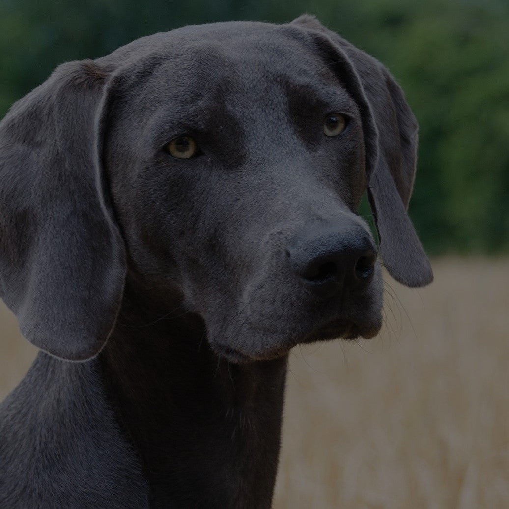 Breed: Weimaraner